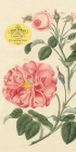 John Derian Paper Goods: Everything Roses Notepad Cover Image
